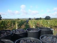 Vendanges manuelles Chateaumeillant