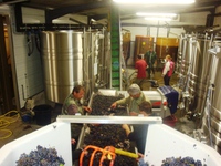 sorting grapes