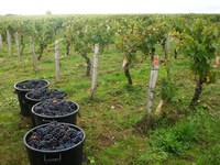 Hand harvest at Chateaumeillant