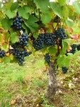 grapes before hand harvest