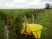 Vineyards Chateaumeillant